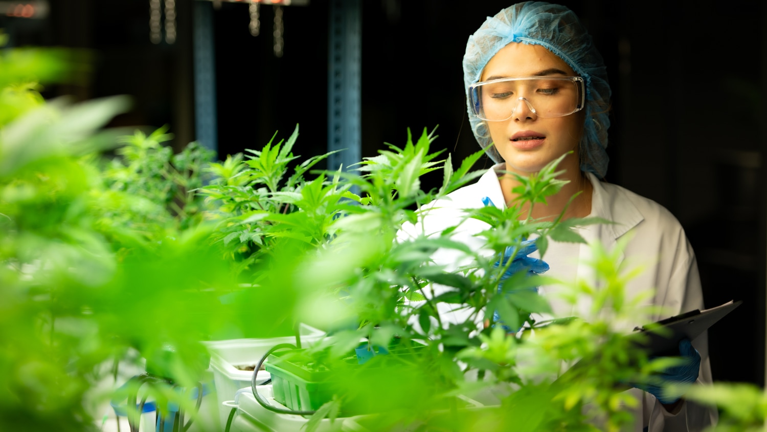 Cannabis Budtender