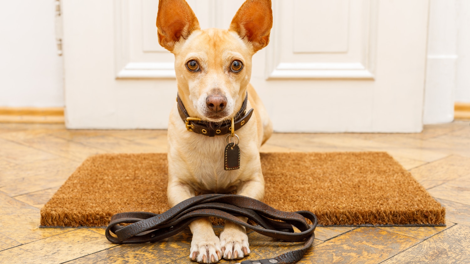 Dog Behavior