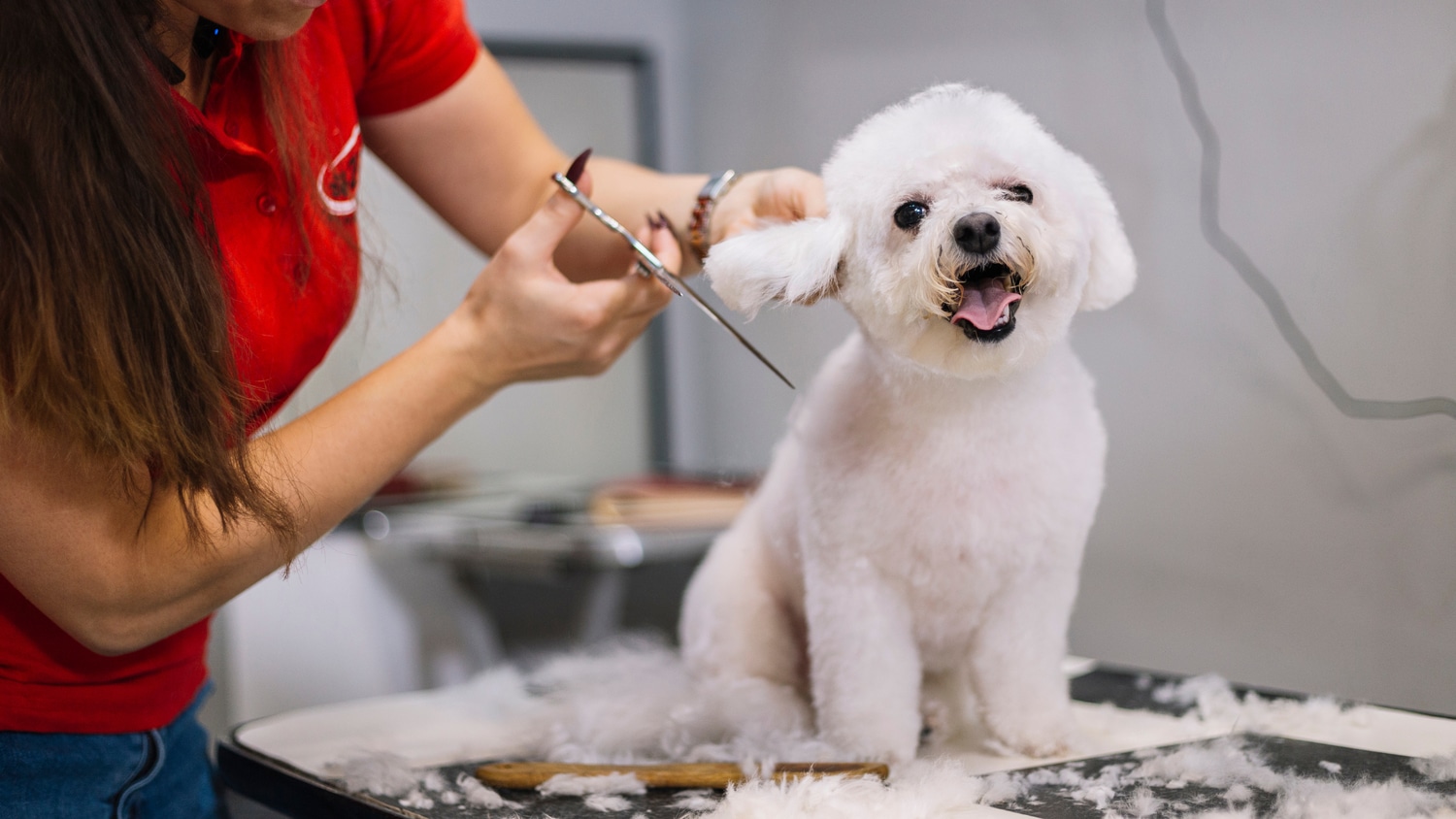 Dog Grooming