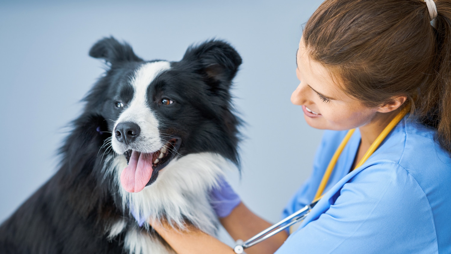 Pet CPR