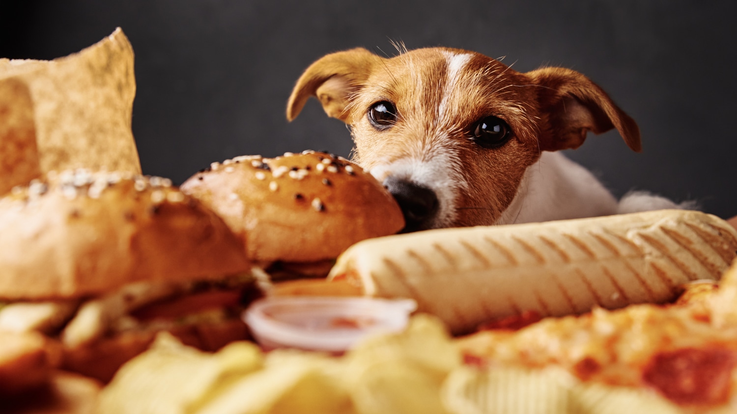 Pet Nutrition