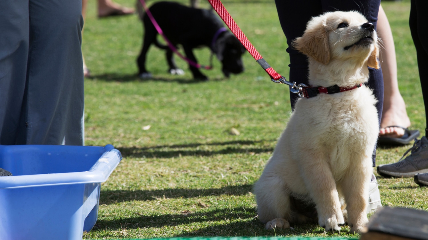 Puppy and